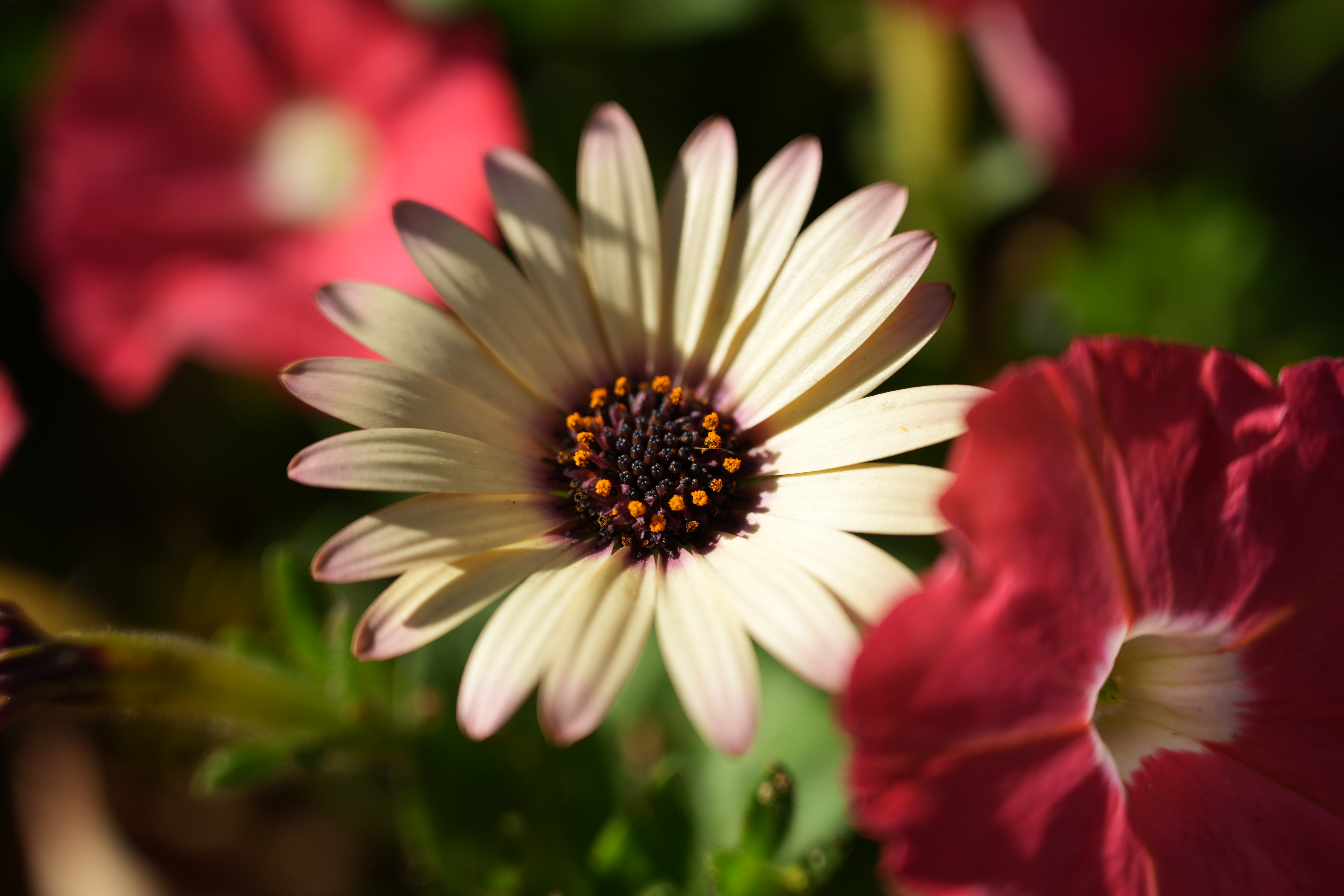 α7 IV／FE 20-70mm F4 G／70mm／絞り優先AE（1/640秒・F4.0・±0.0EV）／ISO 100