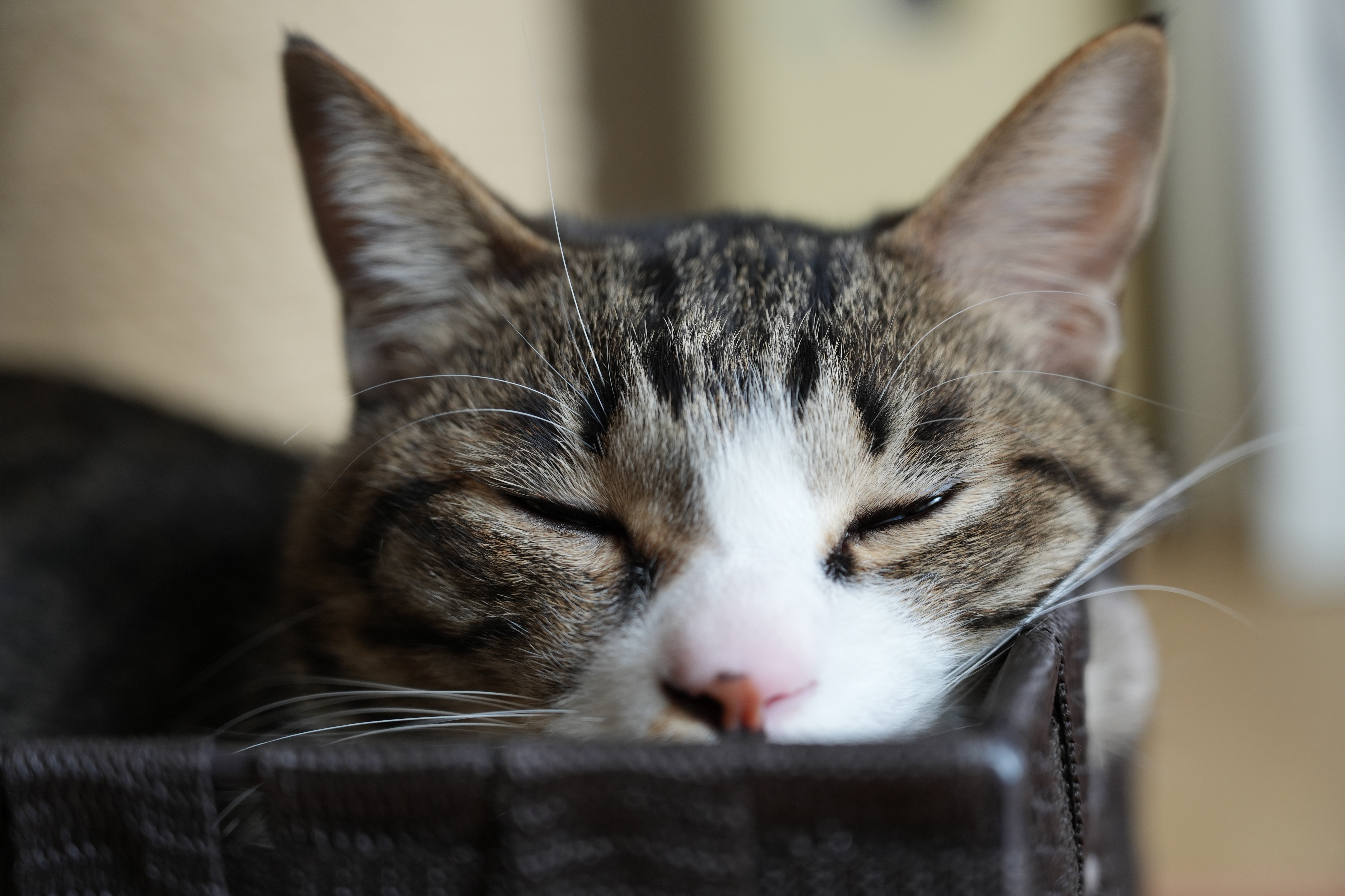 α7 IV／FE 20-70mm F4 G／70mm／絞り優先AE（1/50秒・F4.0・±0.0EV）／ISO 400