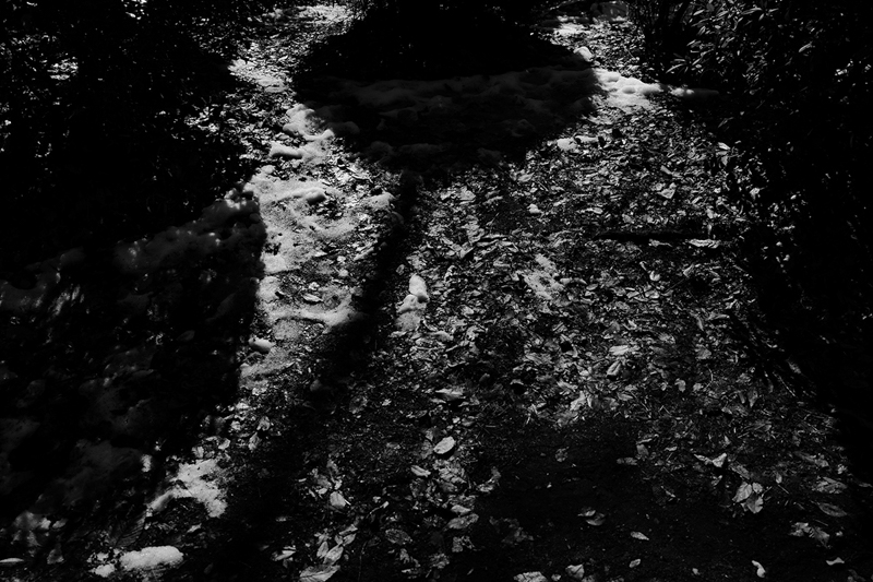 公園を散歩しているときに足元に見えた世界。思い切って露出を追い込むと浮かび上がる陰影に面白さを感じた。<br>ライカSL2-S／アポ・ズミクロンSL f2/28mm ASPH.／プログラムAE（F5、1/1,600秒、-3.0EV）／ISO 100／WB：オート／モノクロHC