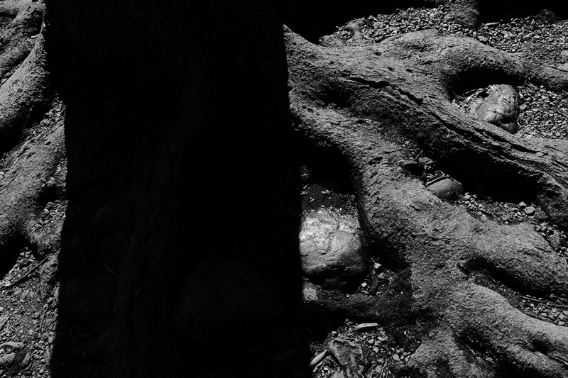 歩いていて目についた木の根。-3EVの露出補正で暗部をじっくりと落とす。根の表皮の模様がしっかりと浮き立って見える。<br>ライカSL2-S／アポ・ズミクロンSL f2/28mm ASPH.／プログラムAE（F4.5、1/1,000秒、-3EV）／ISO 100／WB：オート／モノクロHC