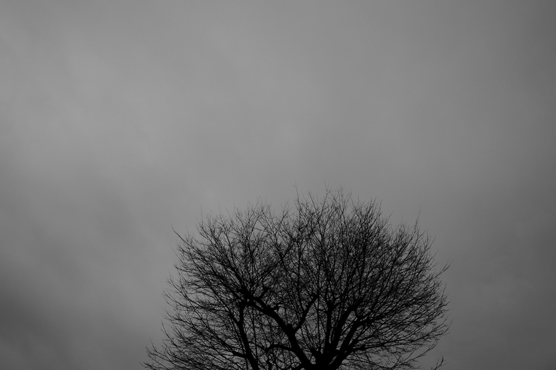 夕方の空を見上げる。淡い空を背景に葉を落とした木の子細な枝が広がる。シャープなラインで、1本、1本を描き分けているよう。<br>ライカSL2-S／アポ・ズミクロンSL f2/28mm ASPH.／プログラムAE（F2.8、1/100秒、-0.7EV）／ISO 100／WB：オート／モノクロHC