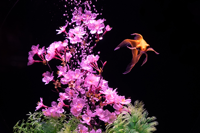 第一弾PICTURE-RIUM　最優秀賞受賞受賞作品