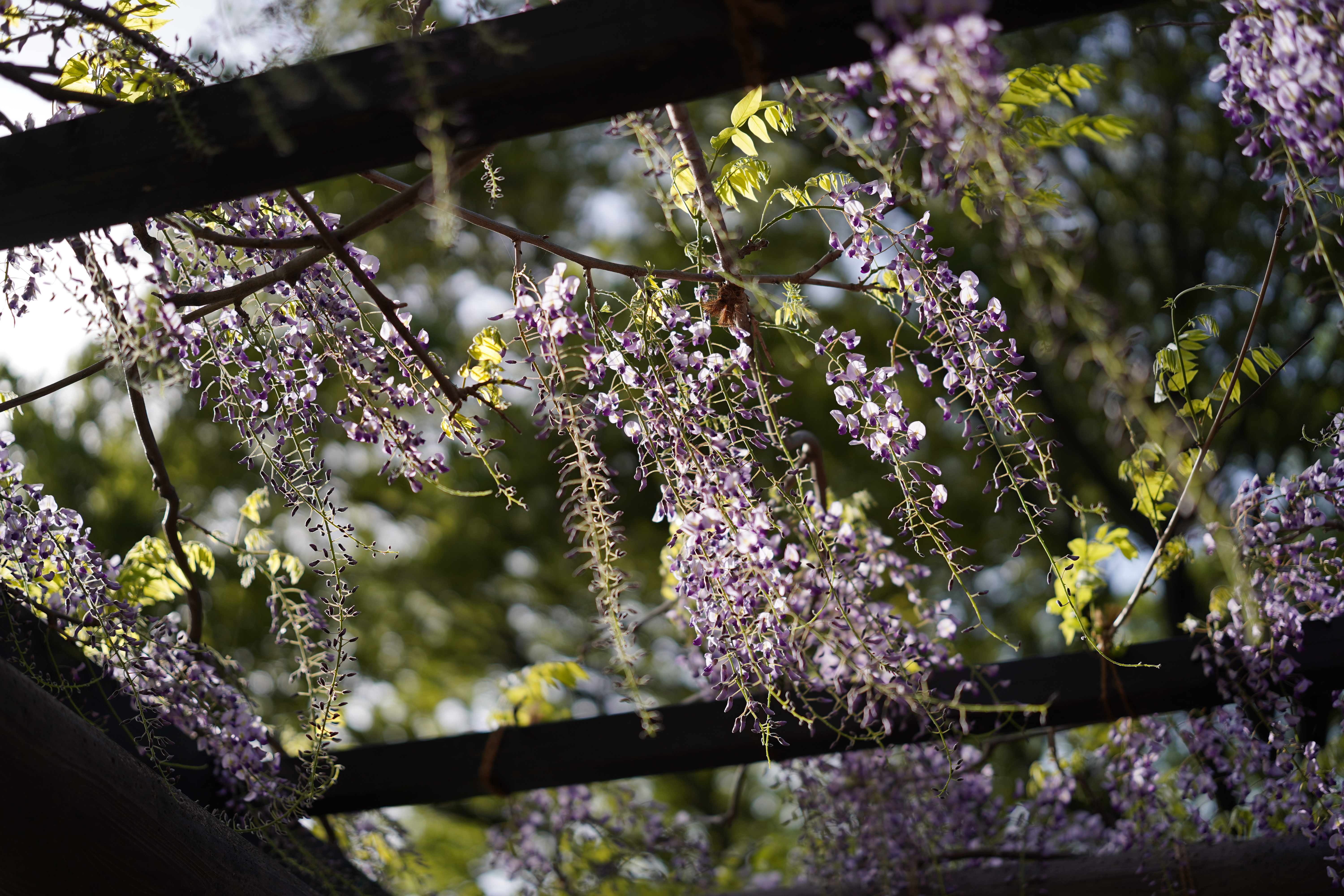 α7C／SIGMA 50mm F2 DG DN | Contemporary／絞り優先AE（1/2,000秒・F2.0・-0.7EV）／ISO 100