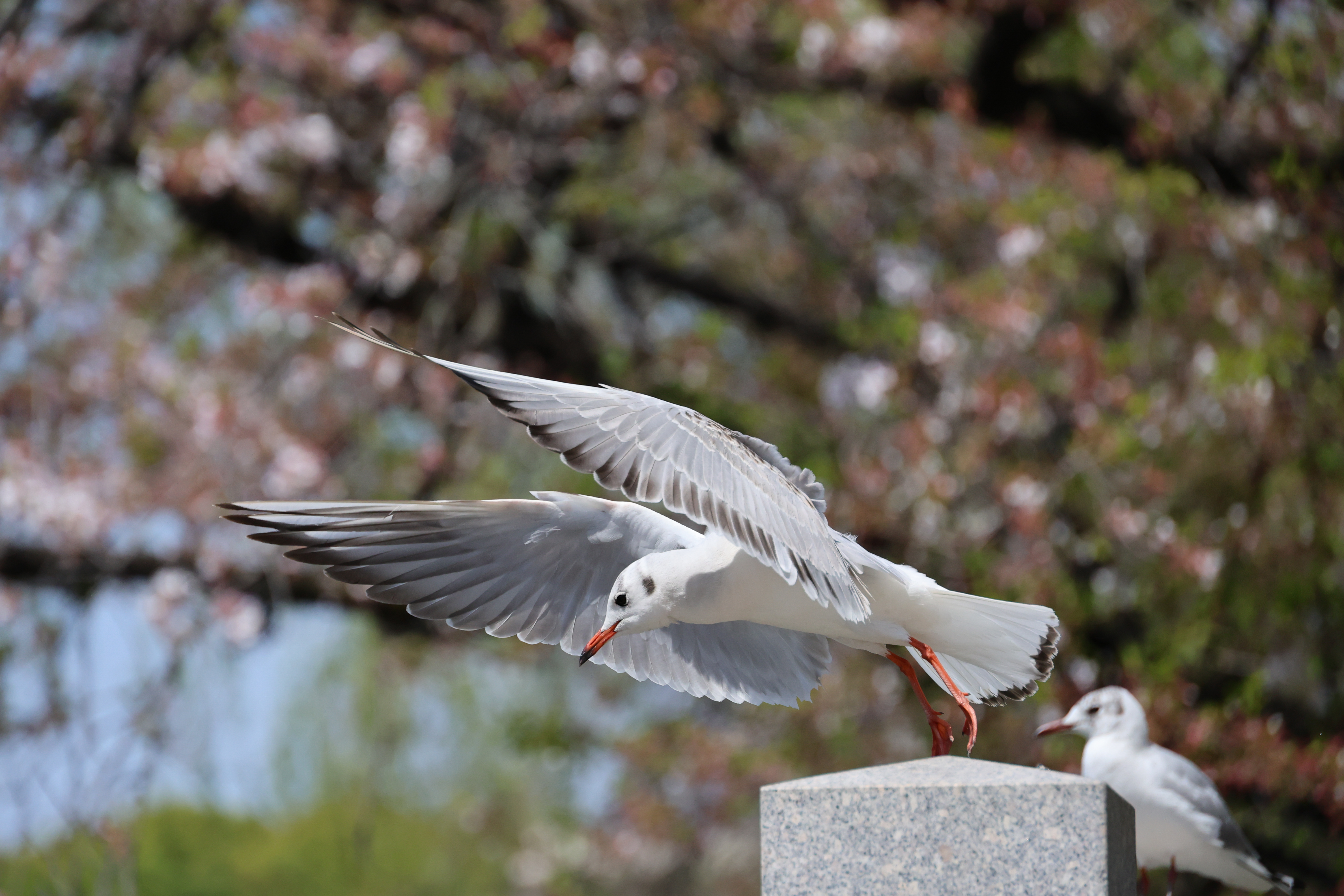 EOS R8／RF24-240mm F4-6.3 IS USM／198mm／シャッター速度優先AE（1/8,000秒・F6.3・±0EV）ISO 1600