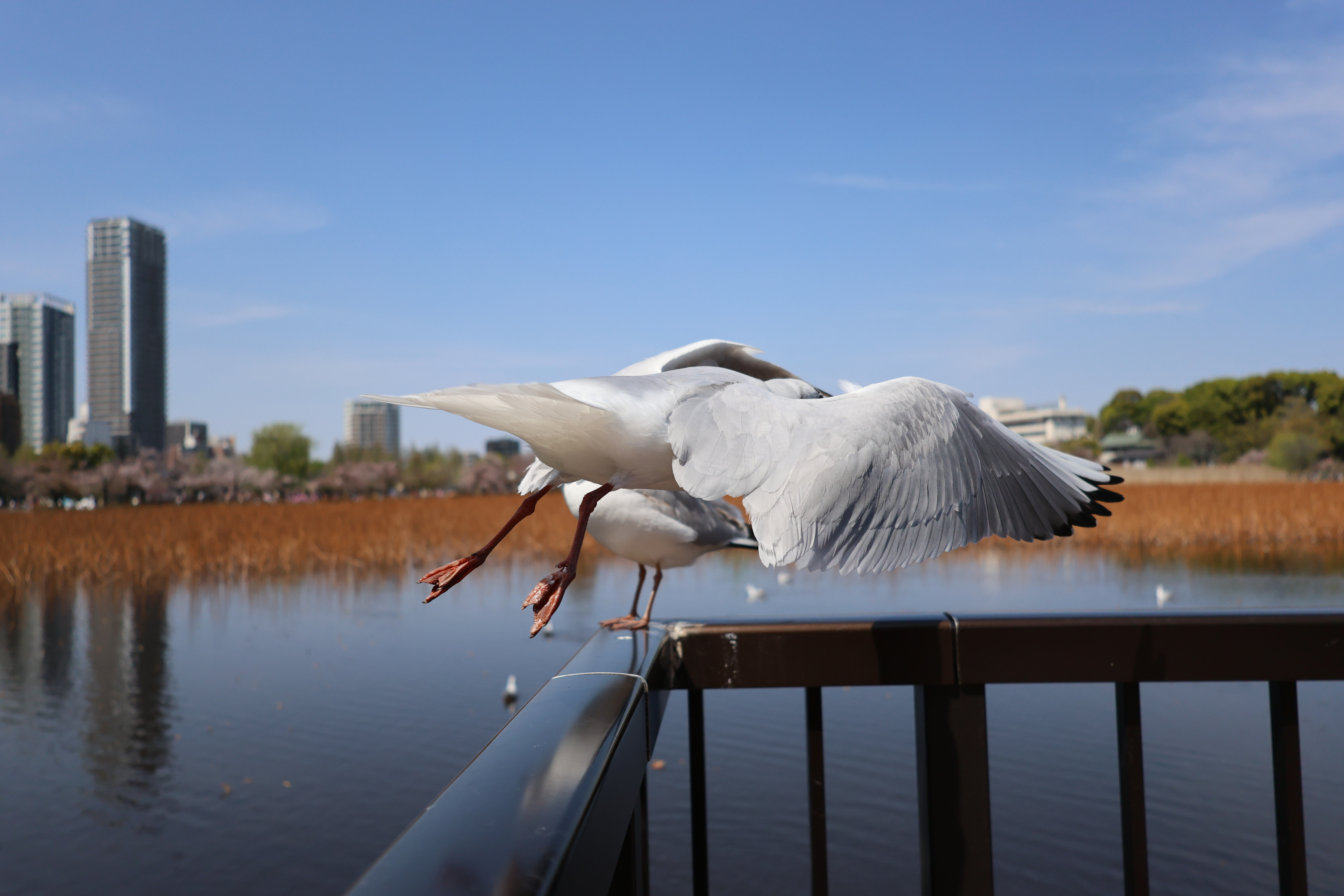 EOS R8／RF24-50mm F4.5-6.3 IS STM／27mm／シャッター速度優先AE（1/8,000秒・F5.0・+0.33EV）ISO 800