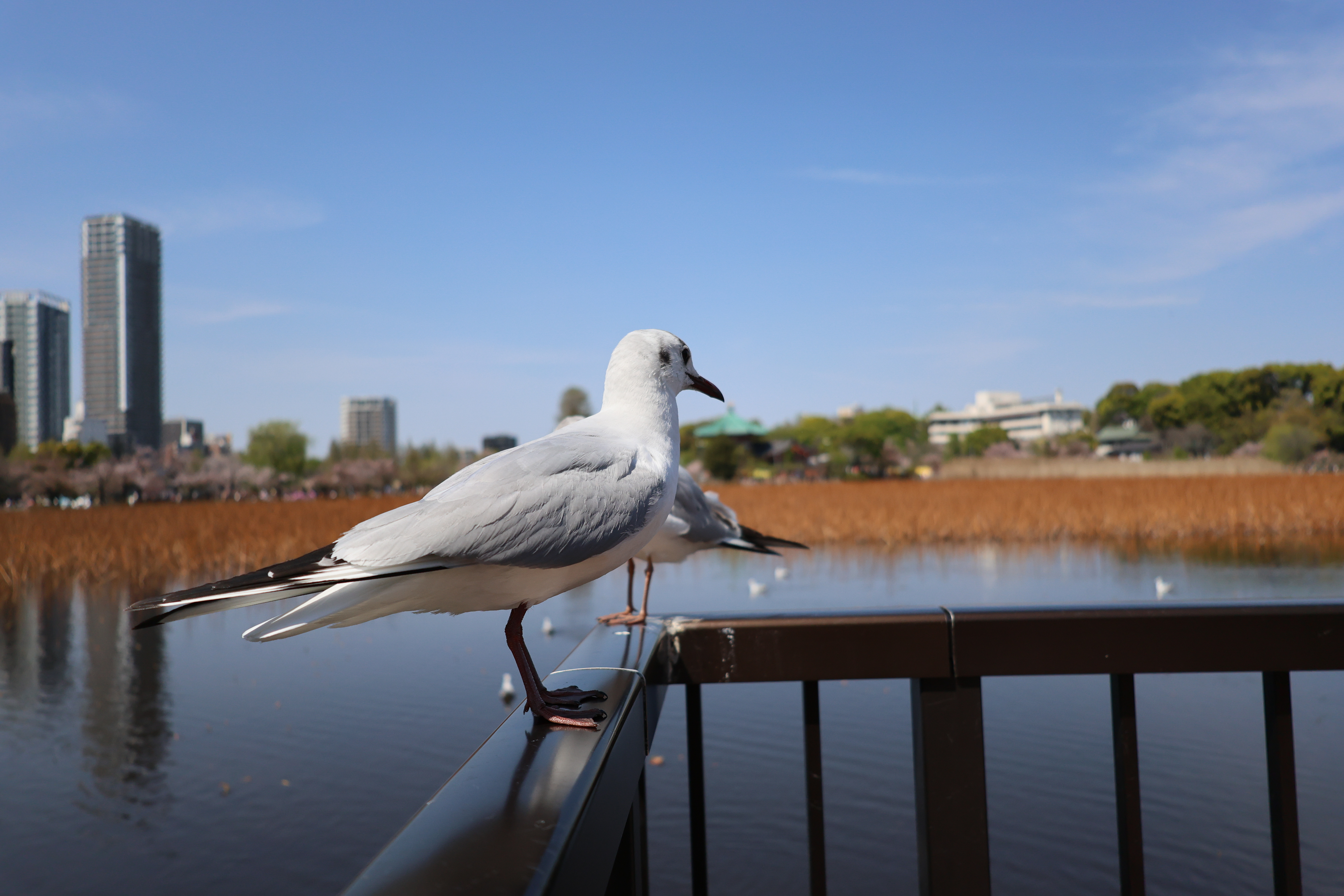 EOS R8／RF24-50mm F4.5-6.3 IS STM／27mm／シャッター速度優先AE（1/8,000秒・F5.0・+0.33EV）ISO 800