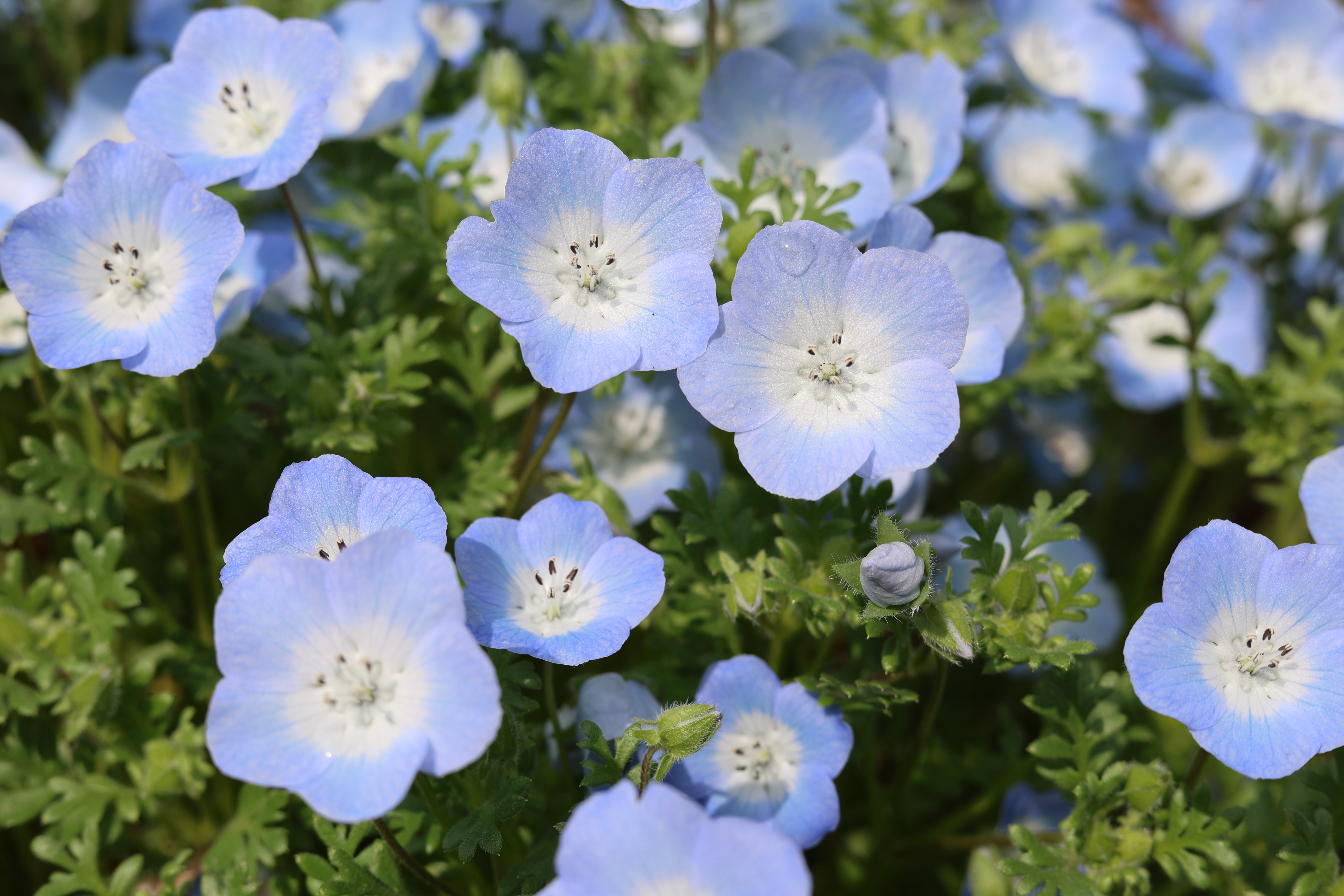 EOS R8／RF50mm F1.8 STM／50mm／クローズアップ（1/320秒・F8.0・±0EV）ISO 100