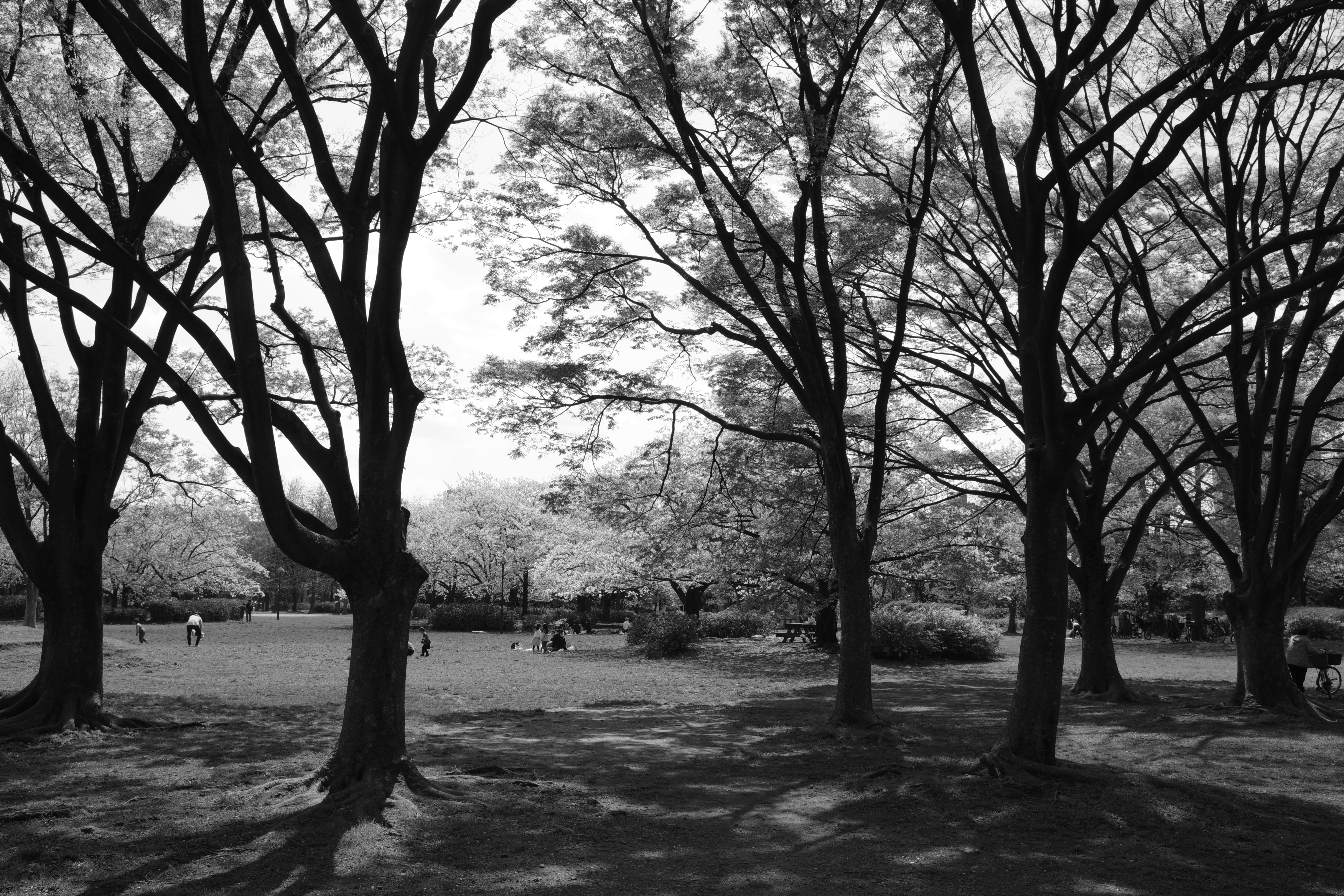 K-3 Mark III Monochrome／HD PENTAX-DA★16-50mmF2.8ED PLM AW／19mm（28.5mm相当）／絞り優先AE（1/640秒・F8・±0EV）／ISO 400／カスタムイメージ：スタンダード