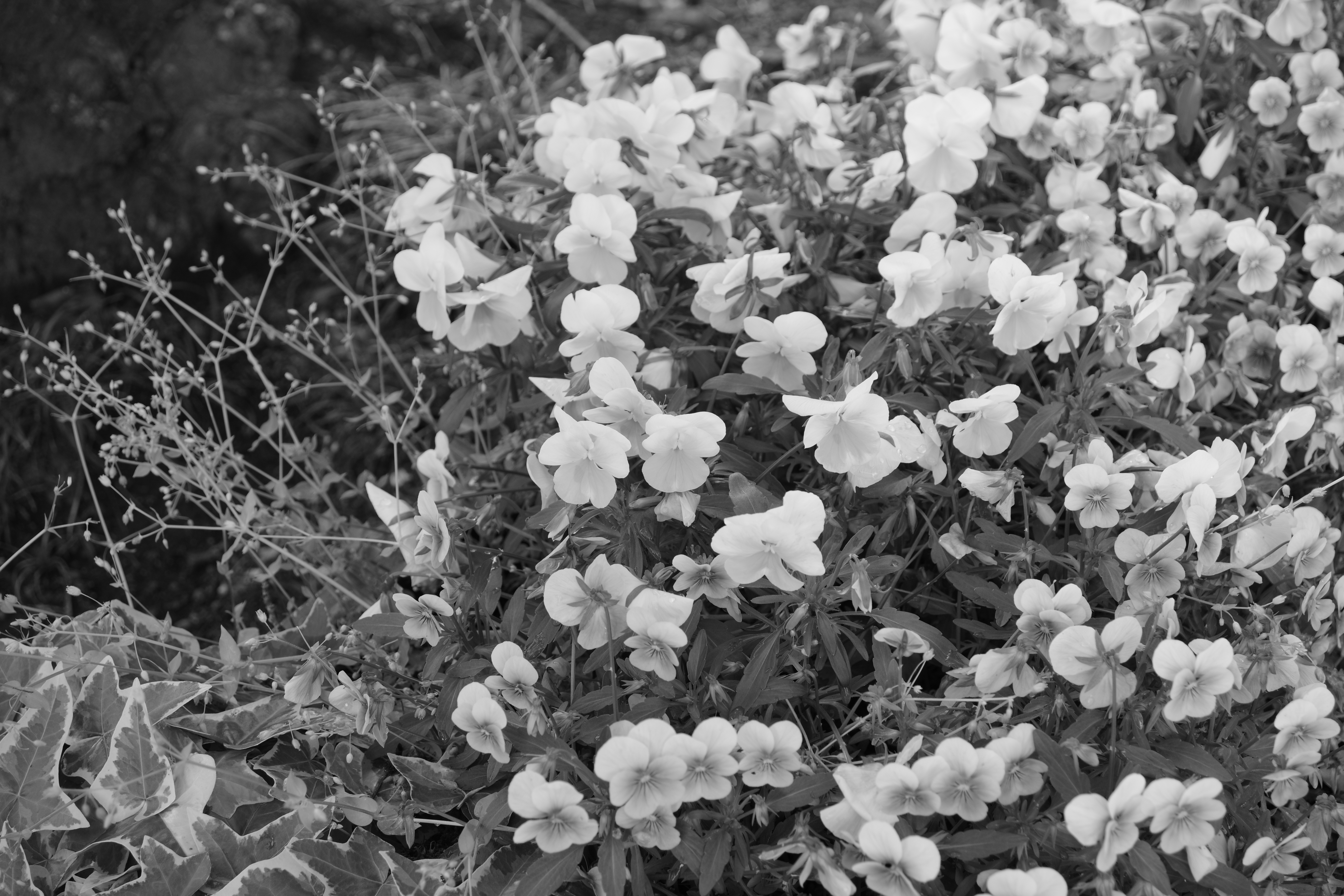 左が本機、右がベースモデルのカスタムイメージ「ナチュラル」。本機のトーンはこの「ナチュラル」をベースにしているとのことだが、色の有無でこれだけ印象は変わる。ここがモノクロの難しいところでもあり、おもしろいところでもある