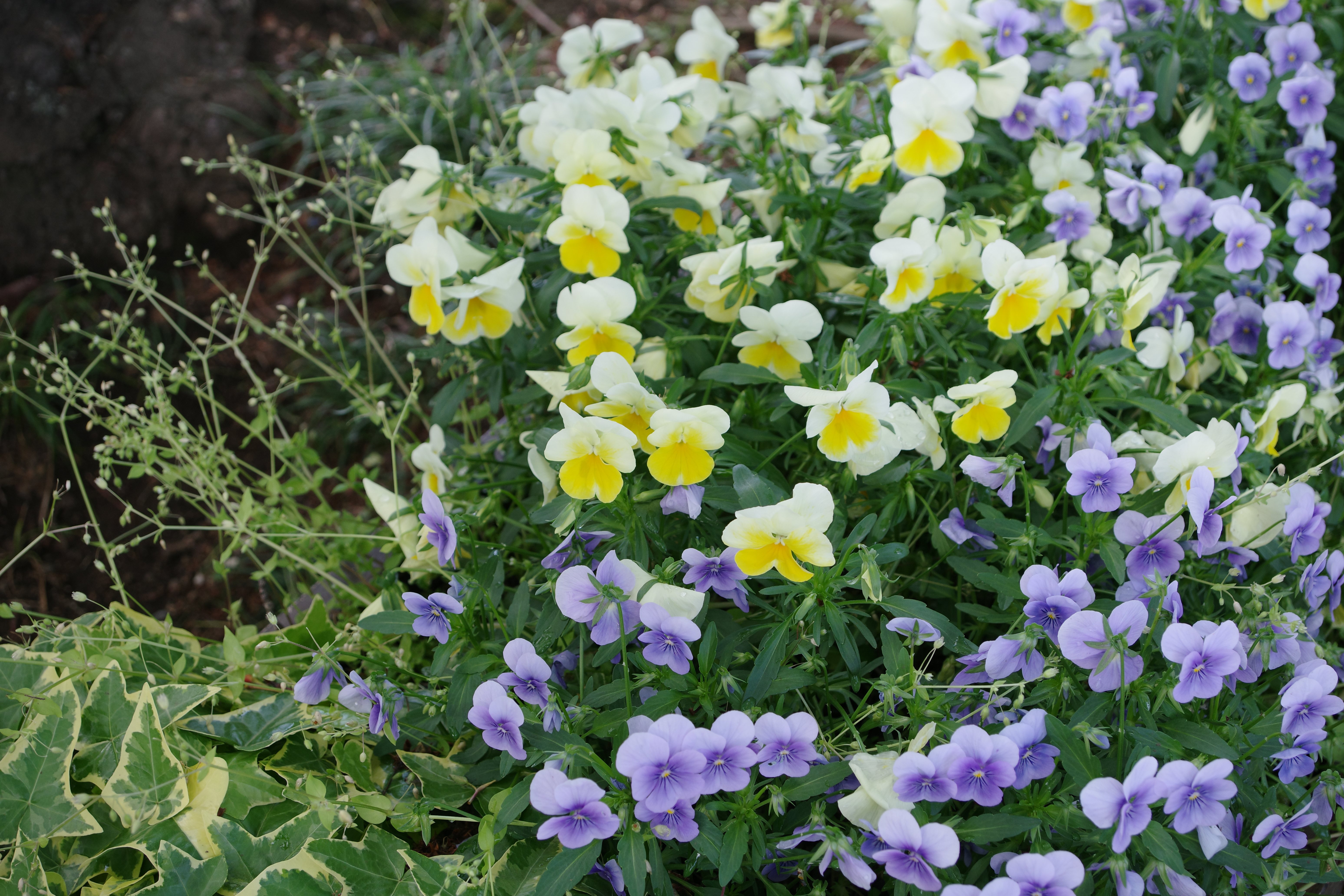 左が本機、右がベースモデルのカスタムイメージ「ナチュラル」。本機のトーンはこの「ナチュラル」をベースにしているとのことだが、色の有無でこれだけ印象は変わる。ここがモノクロの難しいところでもあり、おもしろいところでもある