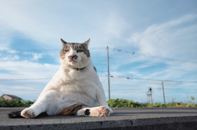 「おっちゃんこ」 © Miho Doi