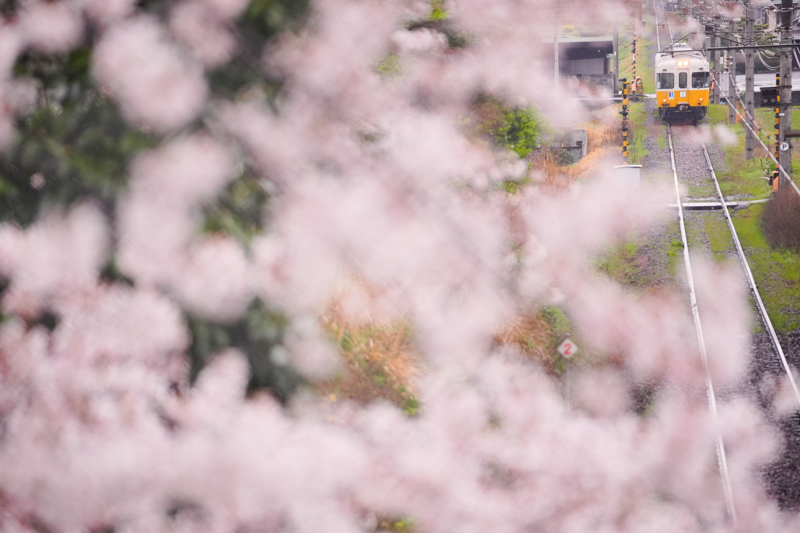 ソニーα1／FE 70-200mm F2.8 GM OSS／絞り優先オート（198mm・F2.8・1/1,250秒）／ISO 1600／WB:曇天