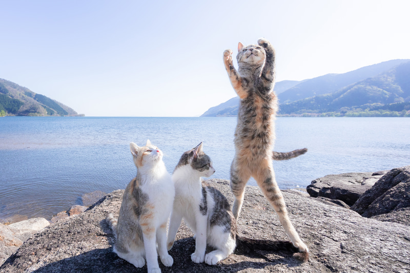 両手を挙げて立ち上がった右の猫にピントをロックオンすると、とにかくAFを離さない。そのためどんな動きをしても高確率で捉えてくれる。猫の印象的な仕草や表情までも逃さず写真に収められる<br><span class="fnt-85">EOS R8／RF14-35mm F4 L IS USM／14mm／マニュアル露出（F7.1、1/1,600秒）／ISO 640／WB：オート</span>