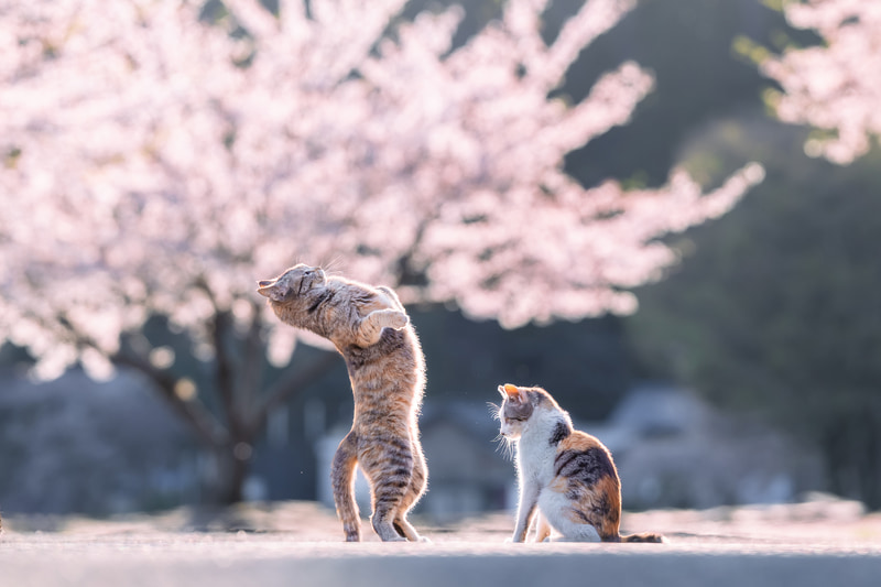 じゃれ合う2匹の猫の動きはとても不規則。それでも、猫を検出してピントを合わせておけば、突然立ち上がってもしっかりとAFが追尾してくれるので、ピントが後ろに抜けることもない<br><span class="fnt-85">EOS R8／RF135mm F1.8 L IS USM／135mm／マニュアル露出（F3.2、1/800秒）／ISO 100／WB：オート</span>