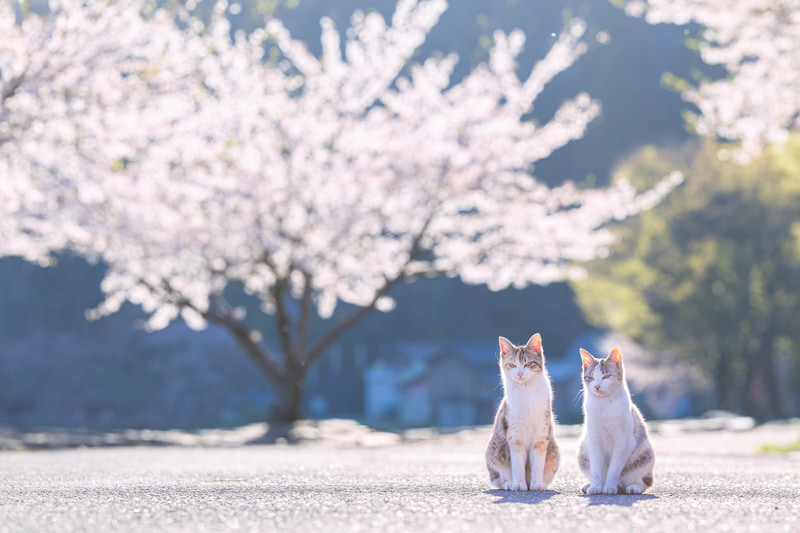 言葉にならないほど美しい描写に改めてRF135mmにほれ込んでしまった。真逆光で撮影した過酷な条件であるものの、猫の毛1本1本をリアルに写し出してくれている。桜の玉ボケもとても上品だ<br><span class="fnt-85">EOS R8／RF135mm F1.8 L IS USM／135mm／マニュアル露出（F4、1/500秒）／ISO 100／WB：オート</span>