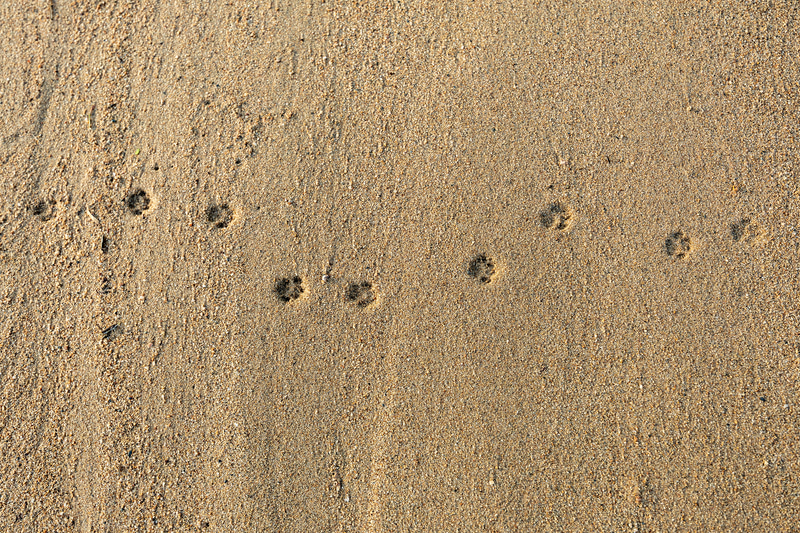 砂に残る猫のかわいい足跡を見つけてスナップ。カメラが軽快だから、ふとした瞬間に素早く取り出してパッと撮りたくなる。EOS R8はそんなカメラだ<br><span class="fnt-85">EOS R8／RF14-35mm F4 L IS USM／35mm／マニュアル露出（F5、1/100秒）／ISO 100／WB：オート</span>