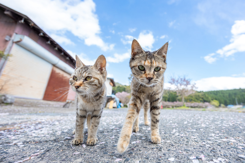 撮影者である私自身が猫になっているかのような視点で撮れたお気に入りの1枚。猫がかなり近づいてきている状態でも、瞳にピントを合わせ続けてくれたのは頼もしい<br><span class="fnt-85">EOS R8／RF14-35mm F4 L IS USM／14mm／マニュアル露出（F4、1/320秒）／ISO 100／WB：オート</span>