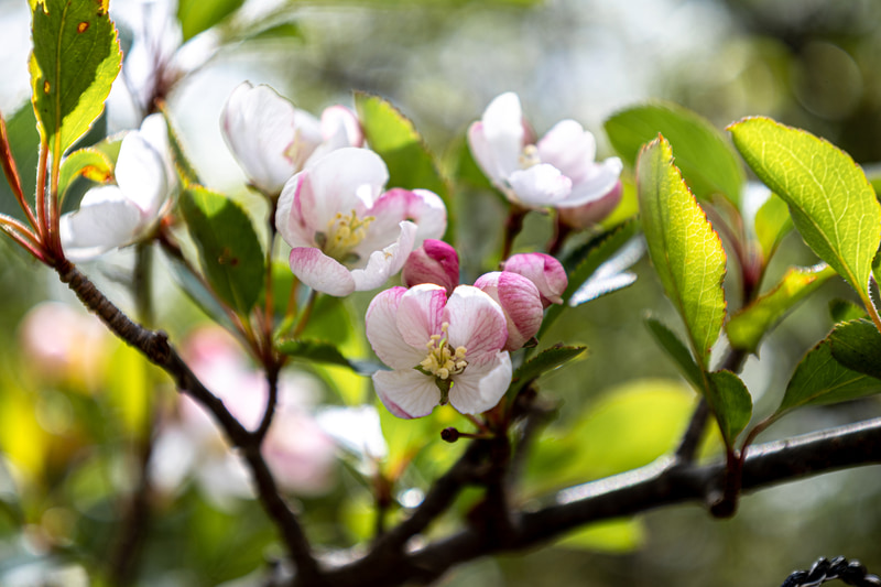 世界でえびの高原（宮崎県）にしか咲かないという貴重なノカイドウを撮影。下山者が多いスポットだったので、サイレントシャッター機能に切り替えて静かに撮影した<br><span class="fnt-85">EOS R8／RF24-105mm F4-7.1 IS STM／105mm／マニュアル露出（F7.1、1/250秒）／ISO 125／WB：オート</span>