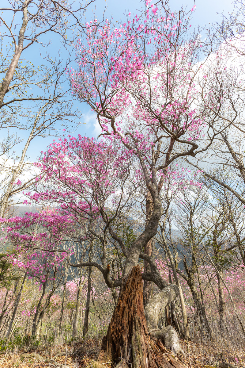 九州南部の山によく咲くアケボノツツジ。15mmで下から撮影して空と一緒に写した。花のピンクの微妙な色合いの違いをしっかりと描き分けてくれている<br><span class="fnt-85">EOS R8／RF15-30mm F4.5-6.3 IS STM／15mm／マニュアル露出（F7.1、1/400秒）／ISO 100／WB：オート</span>