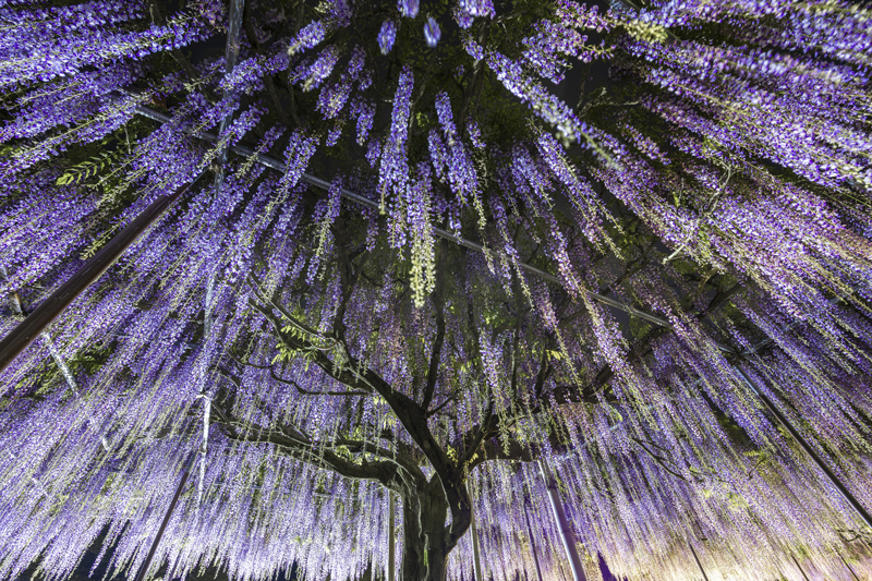 EOS R6 Mark II／RF14-35mm F4 L IS USM／14mm／マニュアル露出（F7.1、30秒）／ISO 160／WB：4,900K