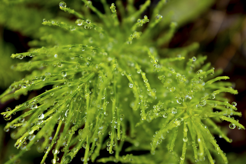 EOS R6 Mark II／RF14-35mm F4 L IS USM／29mm／マニュアル露出（F4、1/320秒）／ISO 320／WB： 5,300K