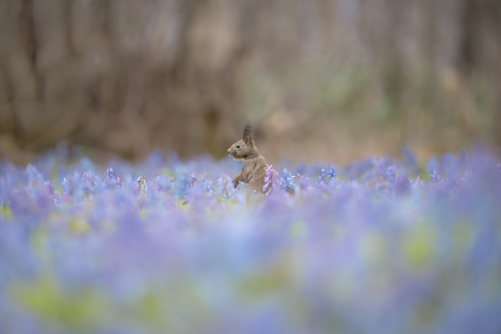 α1／SIGMA 60-600mm F4.5-6.3 DG DN OS｜Sports ／600mm／マニュアル露出（F7.1、1/1,000秒）／ ISO 2000／WB：太陽光