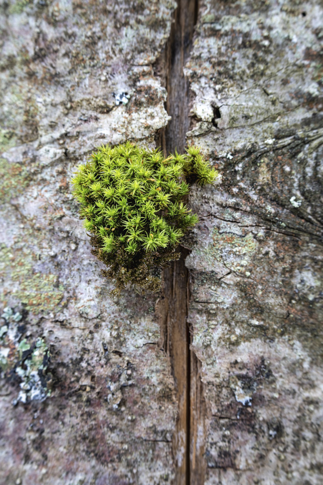 α1／SIGMA 60-600mm F4.5-6.3 DG DN OS｜Sports／200mm／マニュアル露出（F16、1/2秒）／ISO 100／WB：太陽光