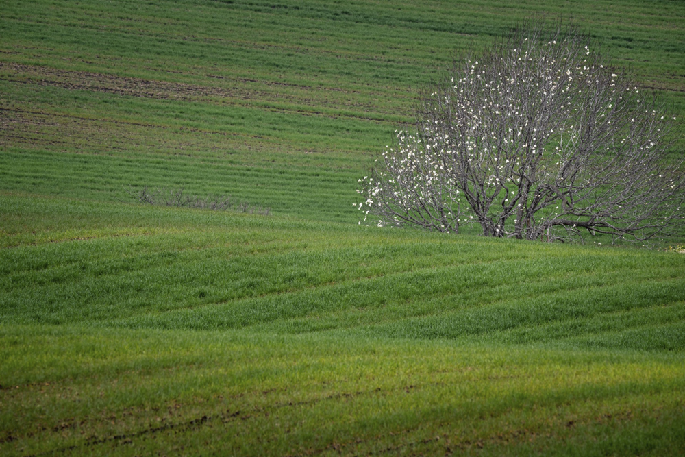 α1／SIGMA 60-600mm F4.5-6.3 DG DN OS｜Sports ／600mm／マニュアル露出（F14、1/50秒）／ ISO 100／WB：太陽光