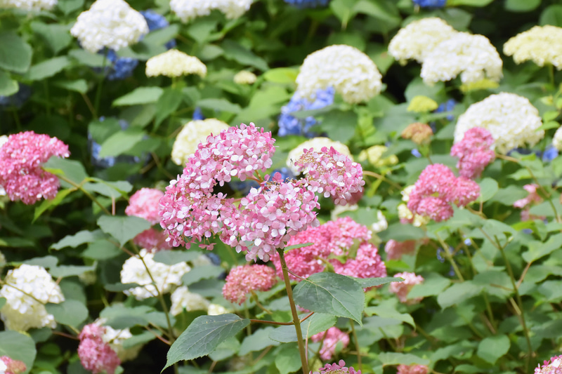 改良種「ピンクアナベル」