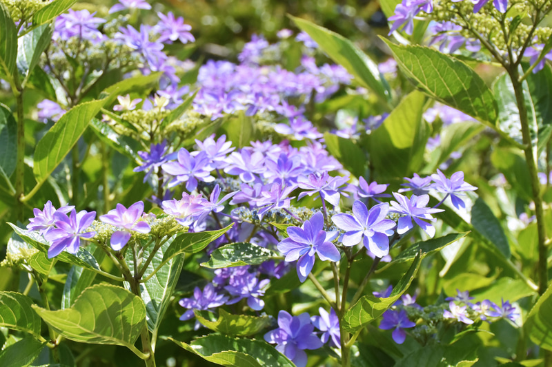 交配種「ダンスパーティー」