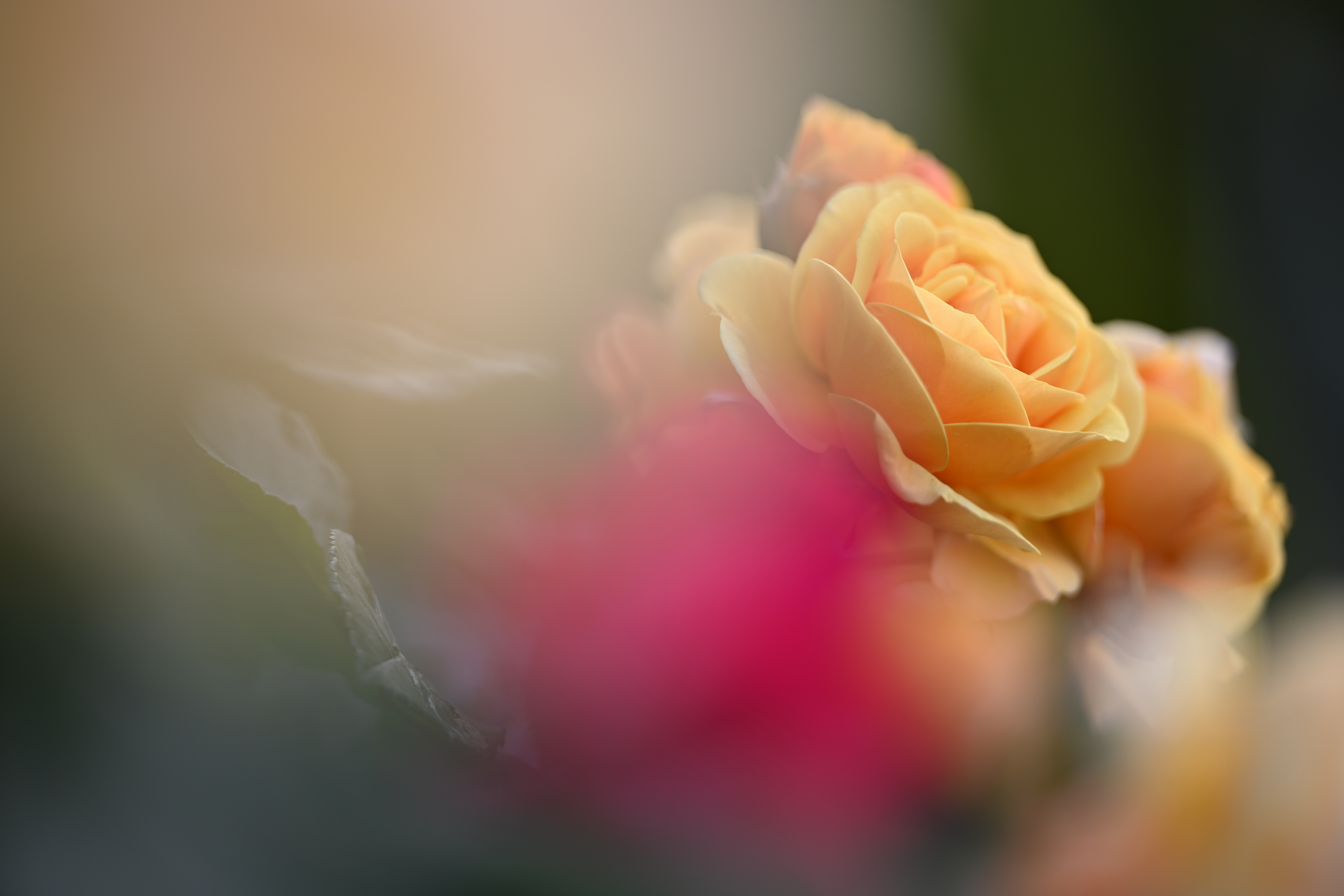 Z 8／NIKKOR Z 70-200mm f/2.8 VR S／200mm／絞り優先AE（F2.8、1/320秒、±1.0EV）／ISO 64／WB：オート