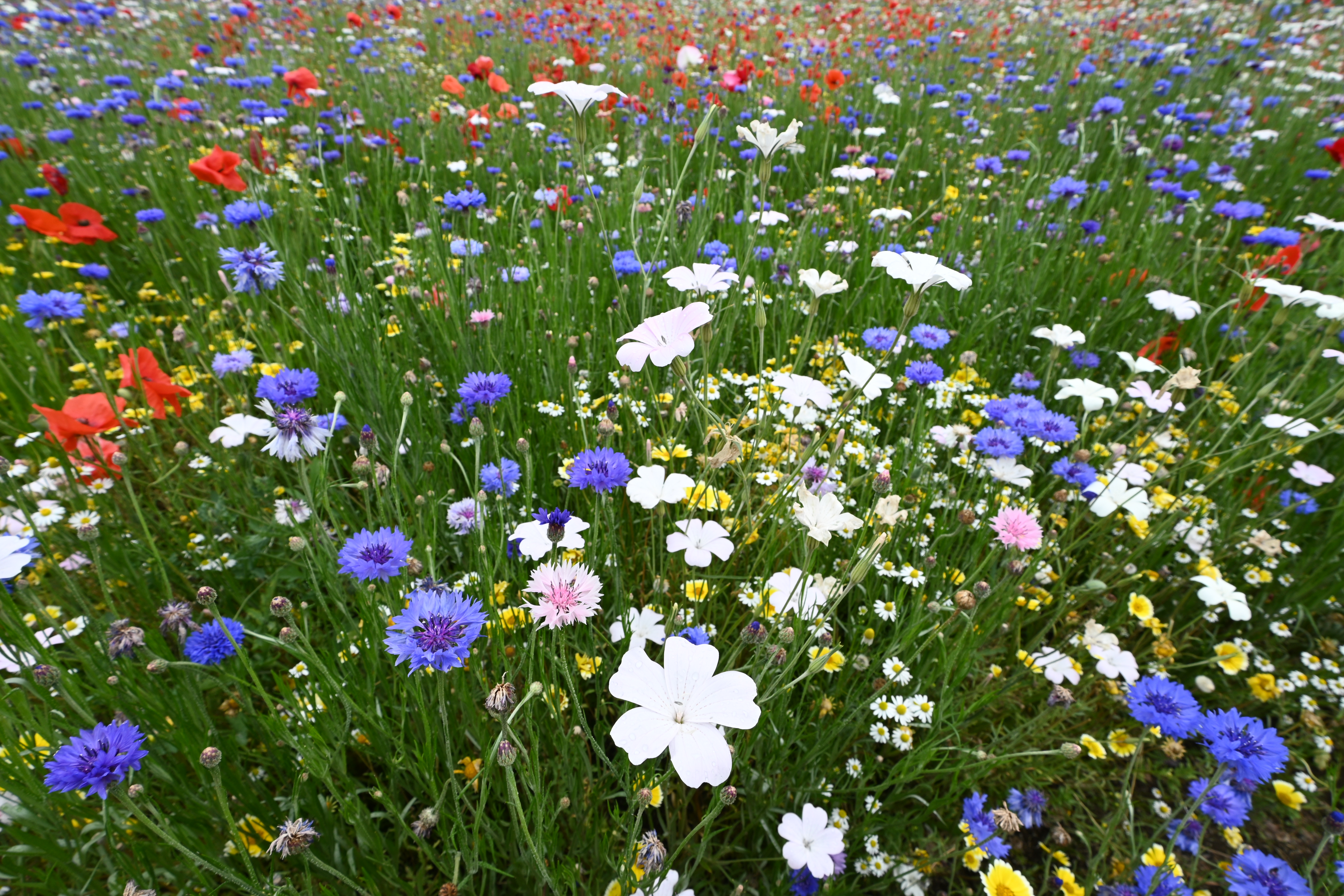 Z 30／NIKKOR Z DX 12-28mm f/3.5-5.6 PZ VR／12mm（18mm相当）／絞り優先AE（1/125秒・F8.0・+0.3EV）／ISO 100