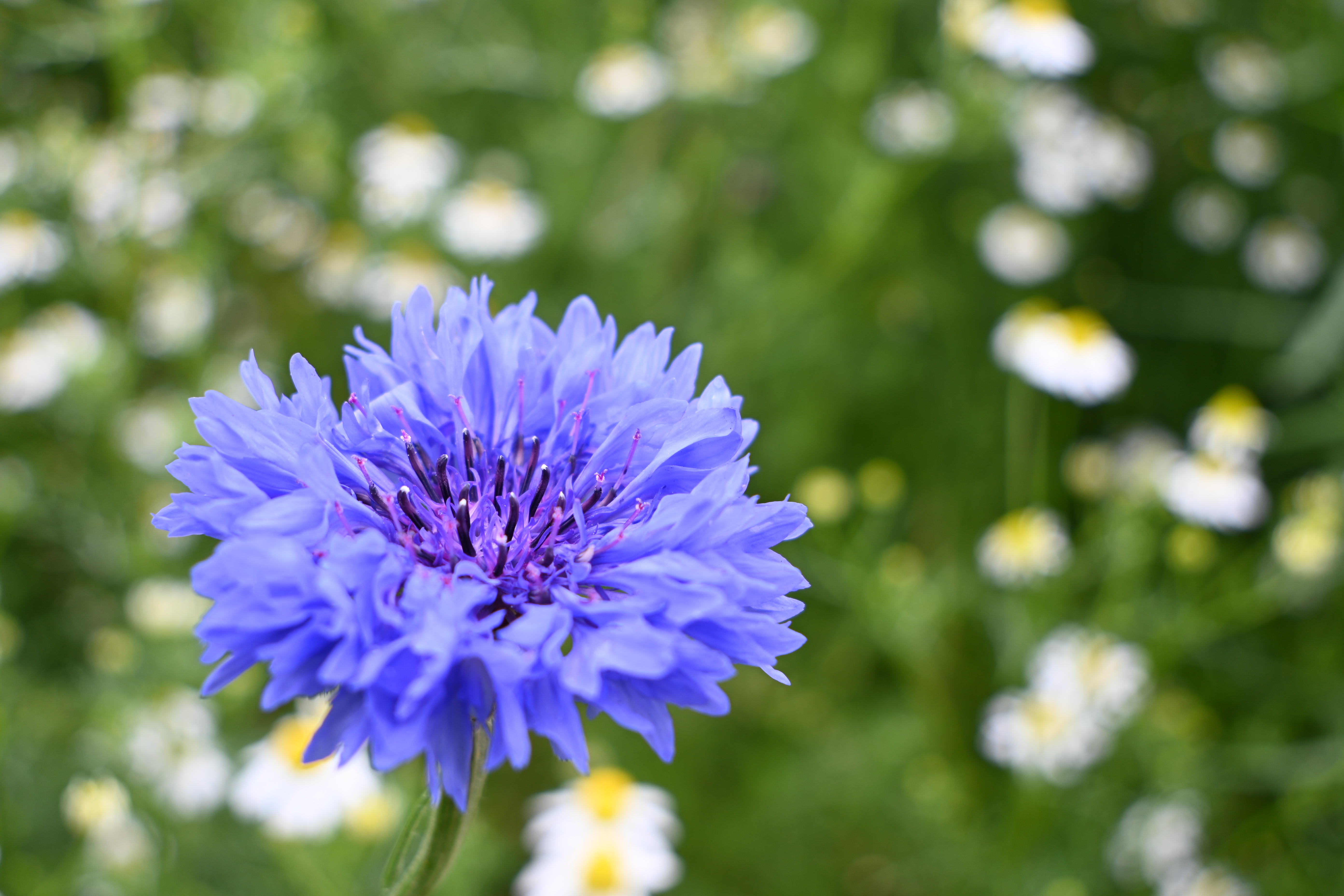 Z 30／NIKKOR Z DX 12-28mm f/3.5-5.6 PZ VR／28mm（42mm相当）／絞り優先AE（1/100秒・F5.6・+0.3EV）／ISO 100