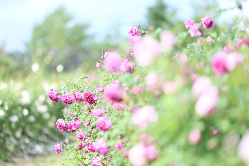 イングリッシュローズ