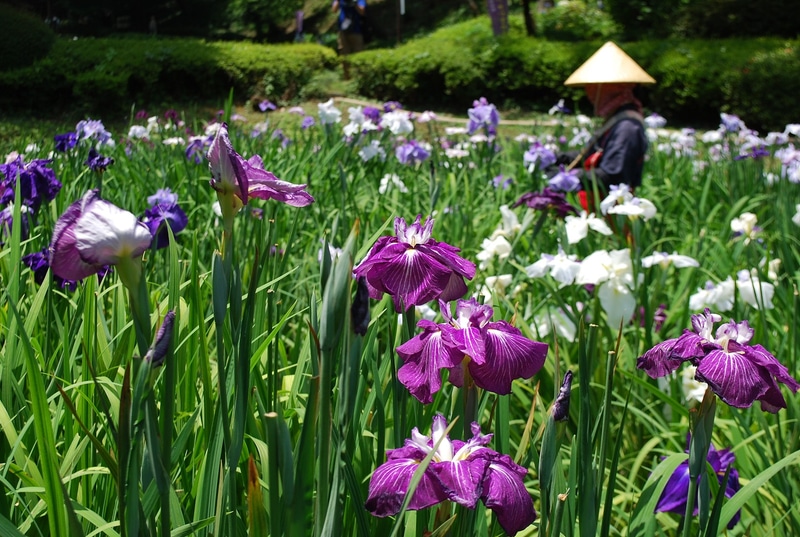 ※以下、全ての写真は薬師池会場