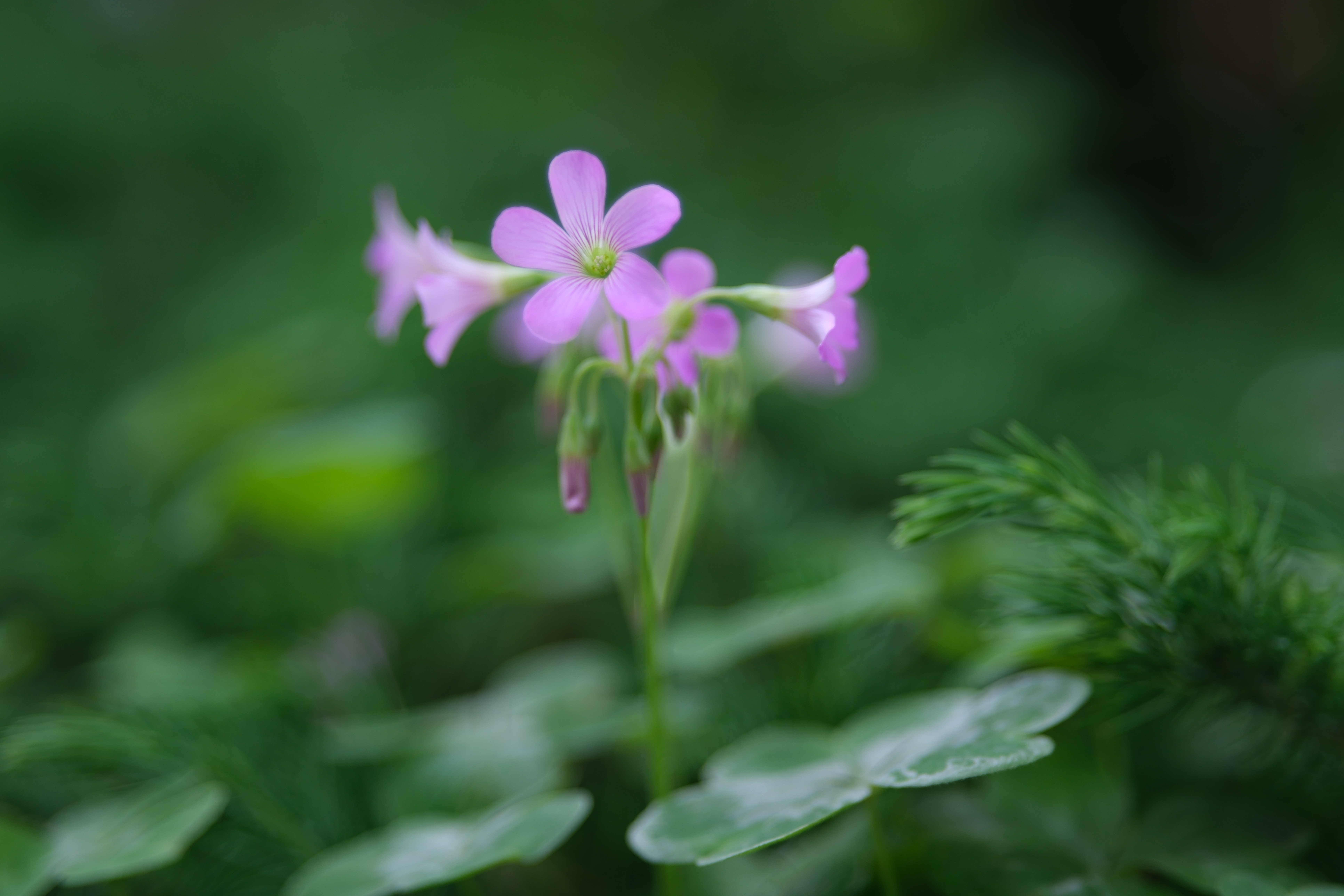 X-H2／SAMYANG AF 75mm F1.8 X／75mm（112.5mm相当）／絞り優先AE（1/420秒・F1.8・±0.0EV）／ISO 125