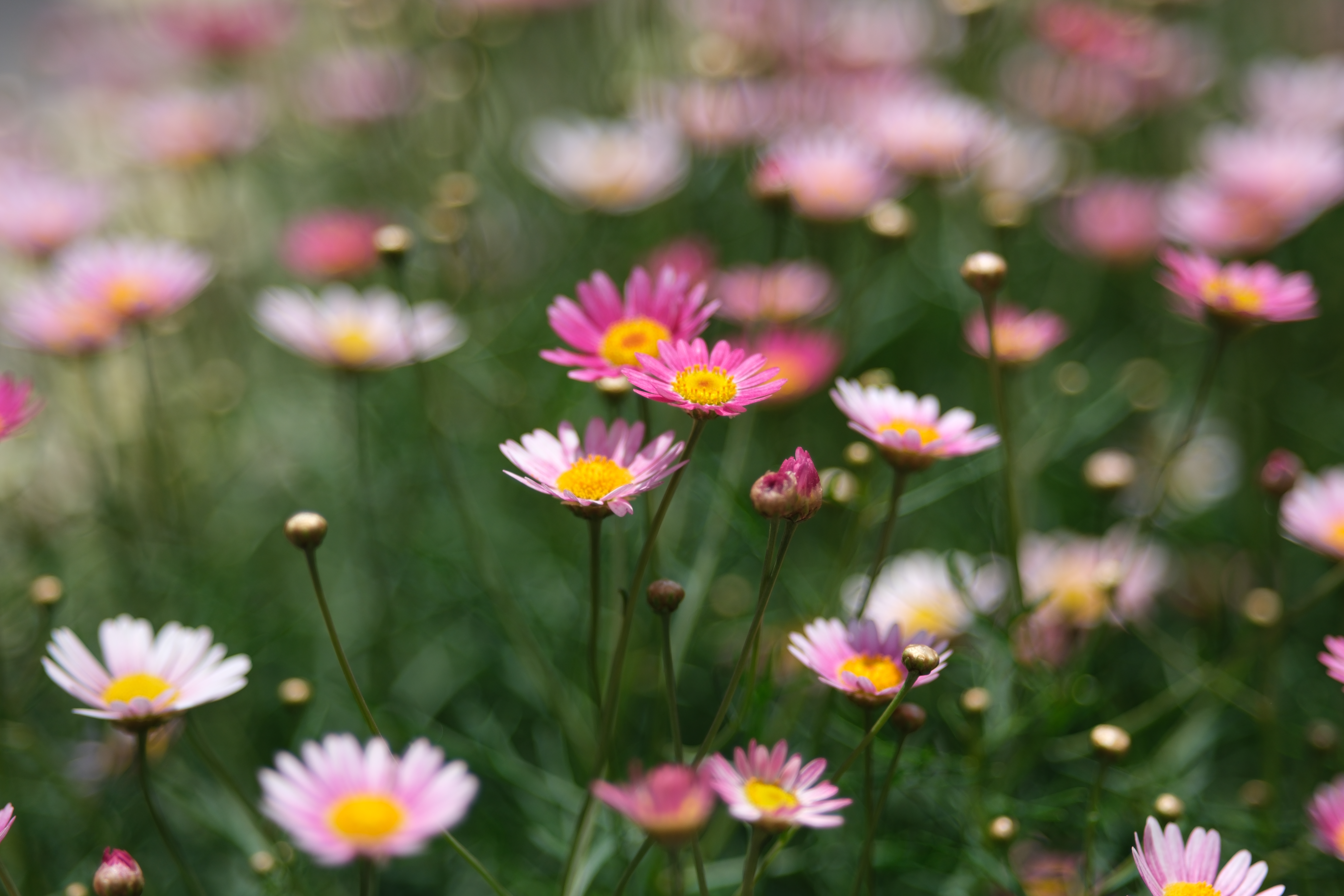 X-H2／SAMYANG AF 75mm F1.8 X／75mm（112.5mm相当）／絞り優先AE（1/5,800秒・F1.8・±0.0EV）／ISO 125