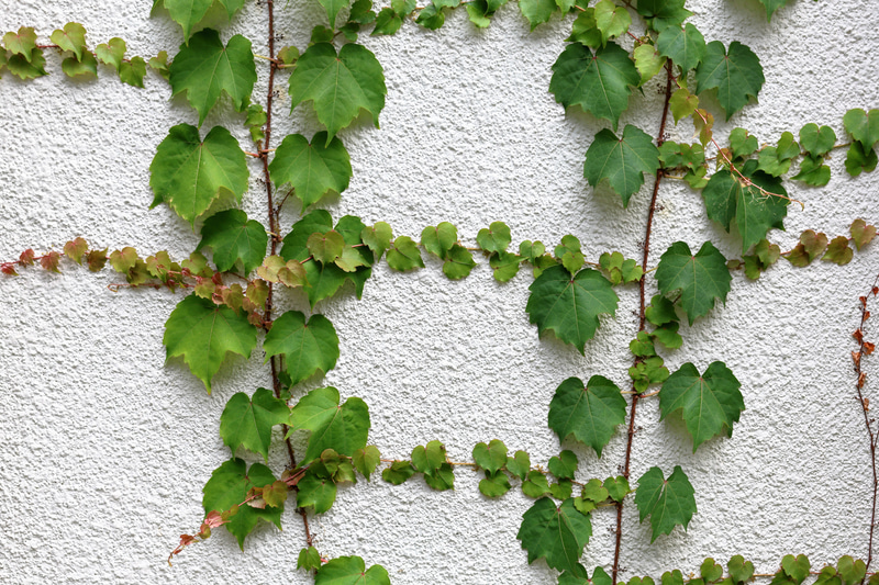 チャートみたいな平坦な被写体を正対して写してみたのですが画面の平坦性と均質性は抜群です。文句ありません。<br>EOS R8／RF24-50mm F4.5-6.3 IS STM／絞り優先AE（F8・1/320秒）／ISO 400
