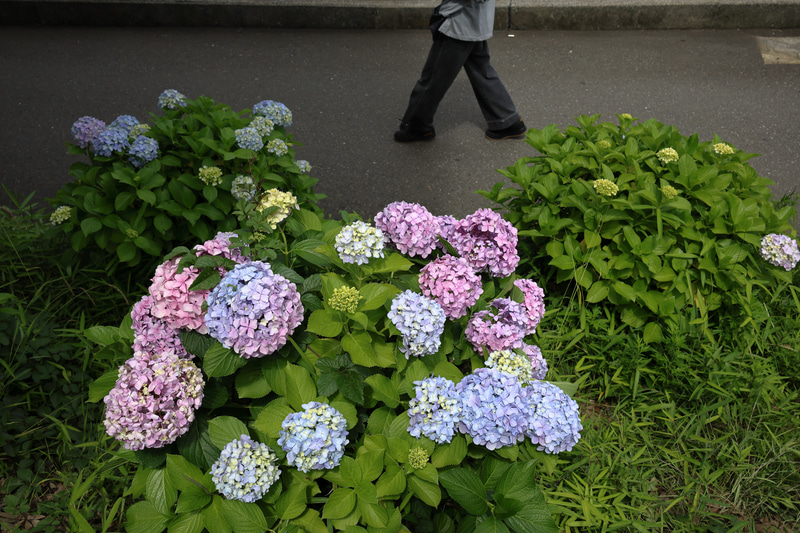 この季節お約束の花でありますが、カメラを頭上に掲げて、バリアングルを使用して、少し上の位置から狙ってみました。<br>EOS R8／RF24-50mm F4.5-6.3 IS STM／絞り優先AE（32mm・F8・1/1,600秒）／ISO 400