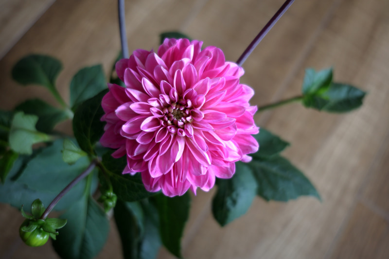 ボディ内にISは内蔵されていないのですが、レンズの方のISでもなかなかの効きかと思います。RFレンズの暗いタイプのものならIS内蔵してもらえるだけでだいぶ違うんですよね。<br>EOS R8／RF24-50mm F4.5-6.3 IS STM／プログラムAE（50mm・F6.3・1/20秒）／ISO 400