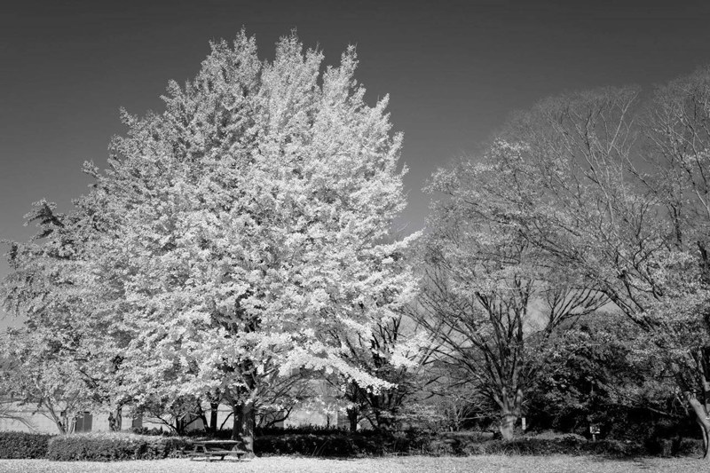 IR720+ミラーレスカメラ（赤外線カットフィルター改造なし）Photo by 田村拓也