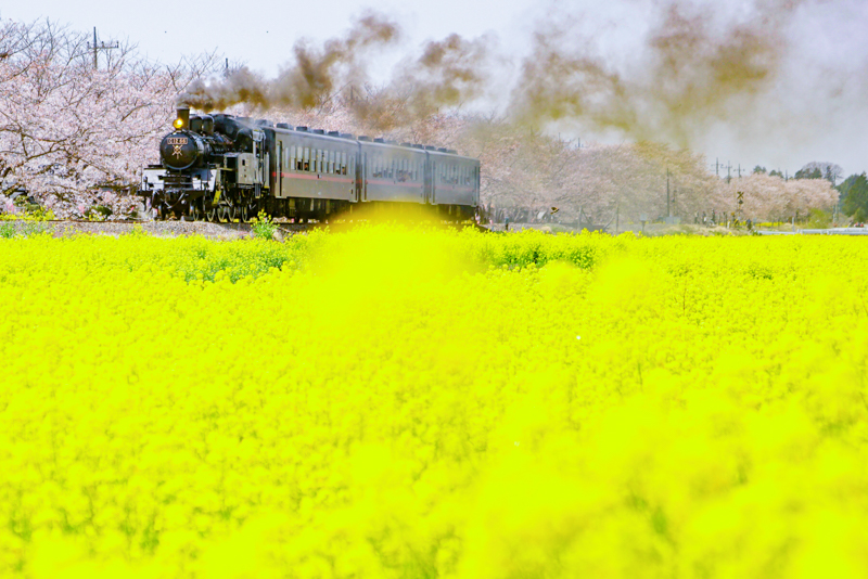 ソニーα7R II／FE 24-70mm F2.8 GM／絞り優先オート（105mmクロップ・F2.8・1/2,500秒）／ISO 200／WB:日陰