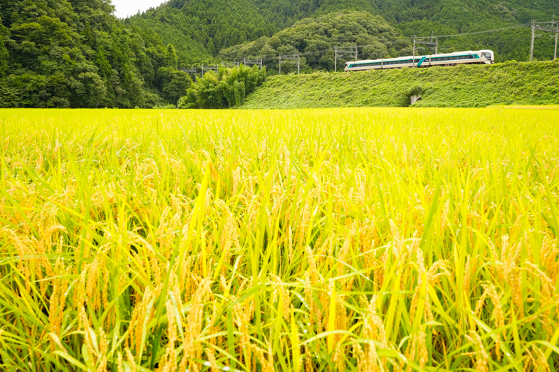 ソニーα1／FE 16-35mm F2.8 GM／絞り優先オート（35mm・F9・1/500秒）／ISO 1600／WB:日陰