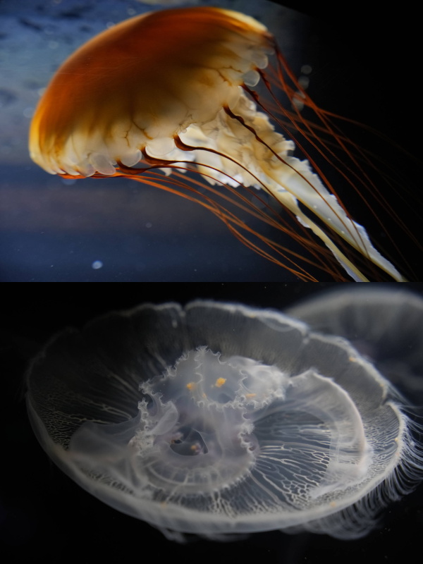 僕が撮ったクラゲ。（上）ソニーα7 Ⅳ / 24-70mm F2.8 DG DN | Art / 絞り優先AE（F3.5・1/40秒・-1EV）/ ISO 1250。（下）カメラ・レンズ同上 絞り優先AE（F3.5・1/500秒・-1.7EV）/ ISO 1250