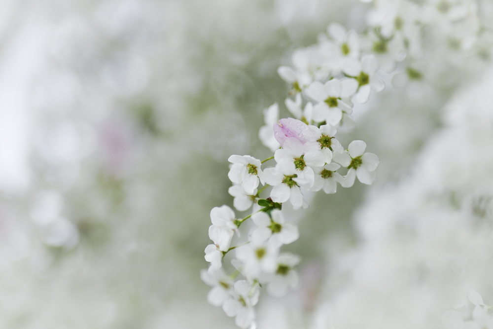 撮影：萩原れいこ<br><span class="fnt-85">α7R V／FE 70-200mm F2.8 GM OSS II／194mm（291mm相当）／絞り優先AE（1/1,000秒・F11・-1.7EV）／ISO 400／APS-Cクロップ使用</span>