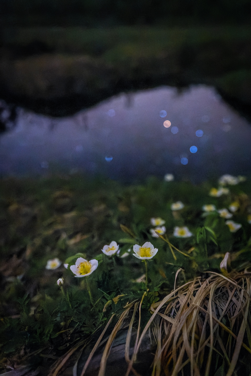 白い花の中のディテールがはっきり見えてくる