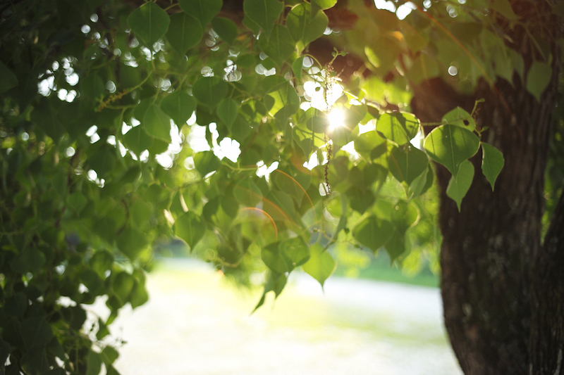 サンプル画（焦点工房提供、以下同）