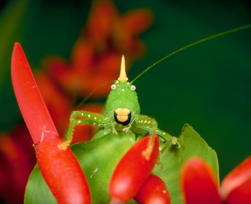 キイロツノギスの顔 ©今森光彦