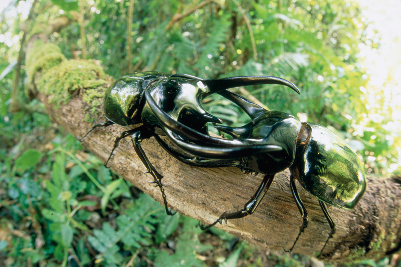 コーカサスオオカブトムシ ©今森光彦