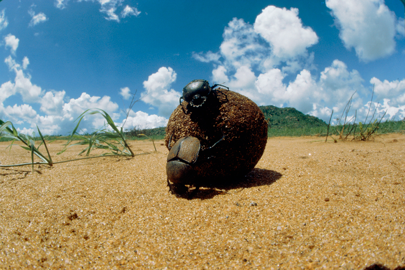 アフリカタマオコシコガネのペア ©今森光彦